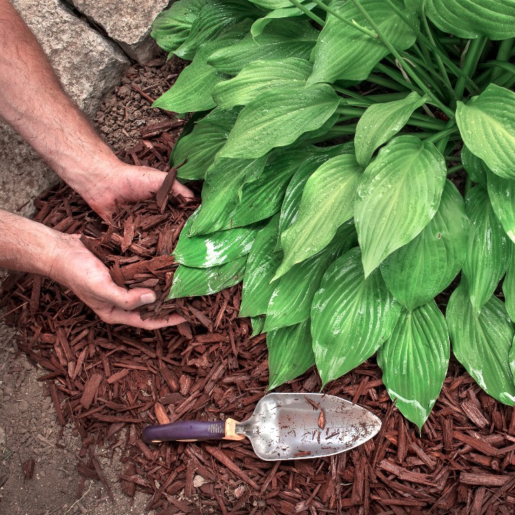 Land Clearing and Excavation in Livingston, TX